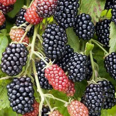 Ежевика НАВАХО бесшипная  в Молодечно