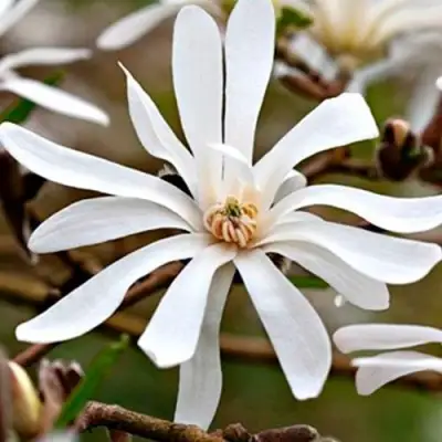 Магнолия СТЕЛЛАТА в Молодечно