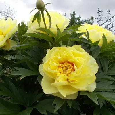 Пион БАРЦЕЛЛА (БАРТЗЕЛЛА) ито-гибрид в Молодечно