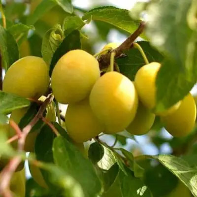 Слива ОЧАКОВСКАЯ ЖЕЛТАЯ в Молодечно