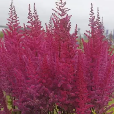 Астильба МАЙТИ ЧОКОЛАТ ЧЕРРИ китайская в Молодечно