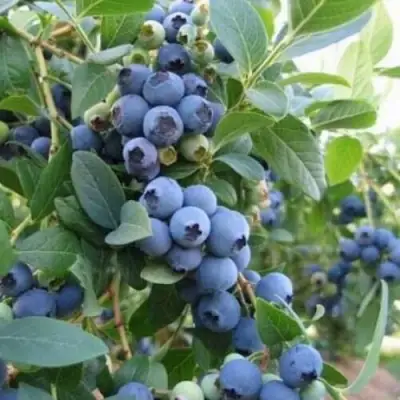 Голубика ЭЛЛИОТ в Молодечно