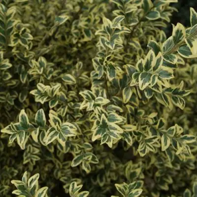 Самшит АУРЕАВАРИЕГАТА в Молодечно