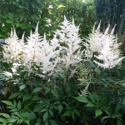 Астильба БРАУТШЛЕЙЕР Арендса в Молодечно