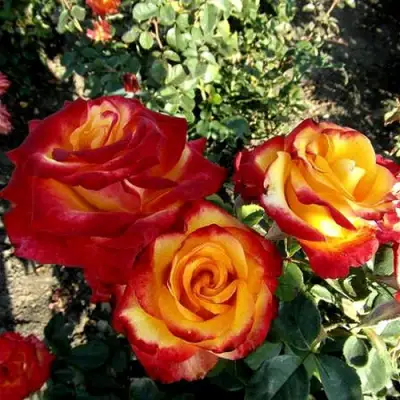 Роза ХАЙ МЭДЖИК чайно-гибридная в Молодечно