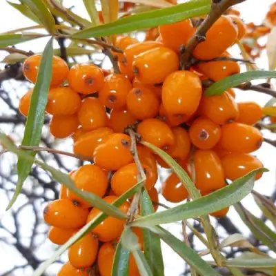 Облепиха КОСТЕР в Молодечно