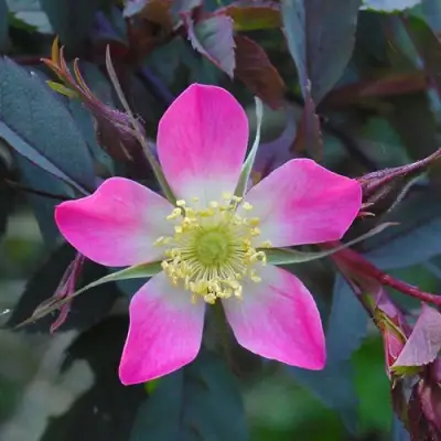 Роза сизая в Молодечно