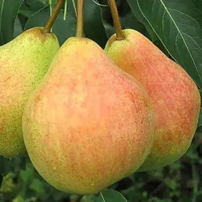 Груша ЛЮБИМИЦА ЯКОВЛЕВА в Молодечно