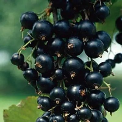 Смородина чёрная ВЕЛОЙ (ЛЕНИНГРАДСКАЯ СЛАДКАЯ) в Молодечно