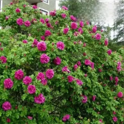 Шиповник ХАНСА в Молодечно