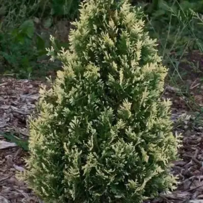 Туя БРАБАНТ ВАРИЕГАТТА западная в Молодечно