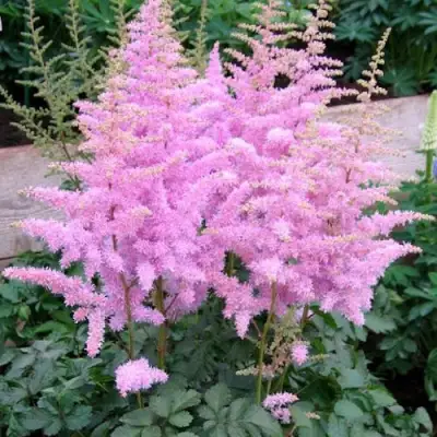 Астильба ГИАЦИНТ Арендса в Молодечно