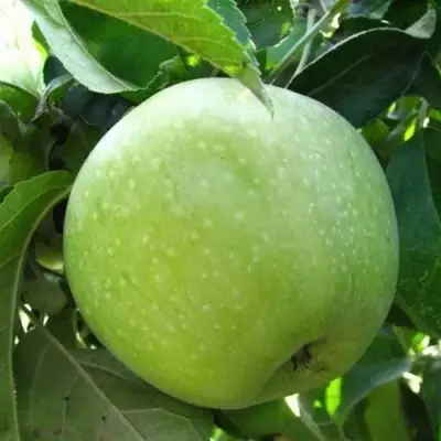 Яблоня РЕНЕТ СИМИРЕНКО в Молодечно