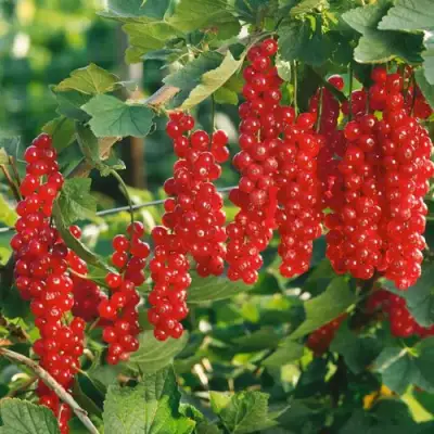 Смородина красная РУДНЕУС в Молодечно