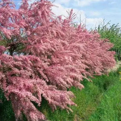 Тамарикс ПИНК КАСКАД в Молодечно