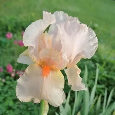 Ирис ПАТИ ДРЕСС бородатый в Молодечно