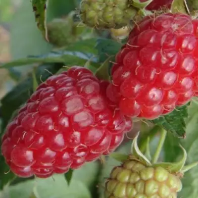 Малина РАДЗИЕВА в Молодечно