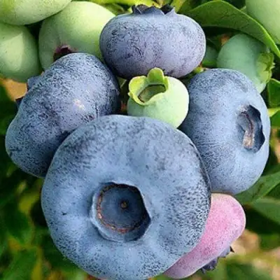 Голубика ПАТРИОТ в Молодечно