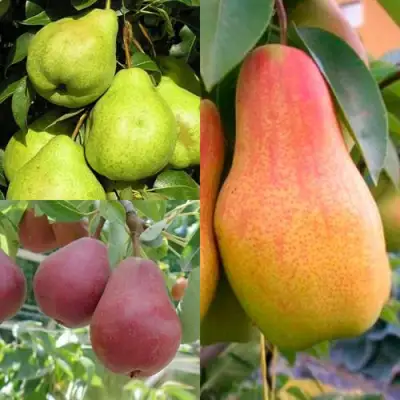 Комплект ГРУШЕВОЕ АССОРТИ в Молодечно