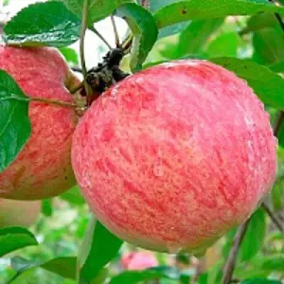 Яблоня КОРИЧНОЕ ПОЛОСАТОЕ в Молодечно