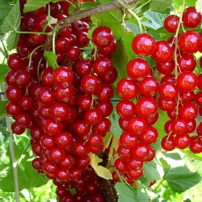 Смородина красная ЙОНКЕР ВАН ТЕТЦ в Молодечно