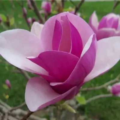 Магнолия СУЛАНЖА в Молодечно