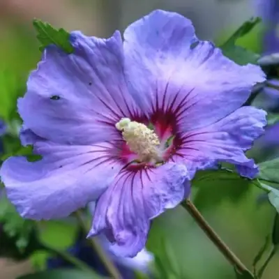 Гибискус МАРИНА сирийский в Молодечно