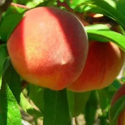 Персик РЕД ХЕВЕН в Молодечно