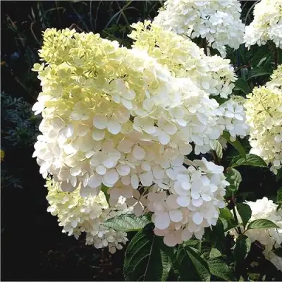 Гортензия ДИАМАНТИНО метельчатая в Молодечно