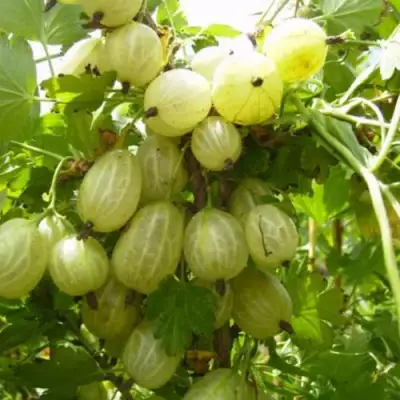 Крыжовник ИНВИКТА в Молодечно