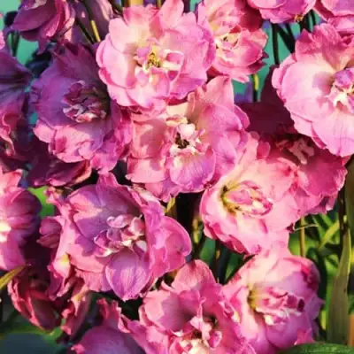 Дельфиниум ДЕЛЬФИС ПИНК ПАУЭ высокий в Молодечно