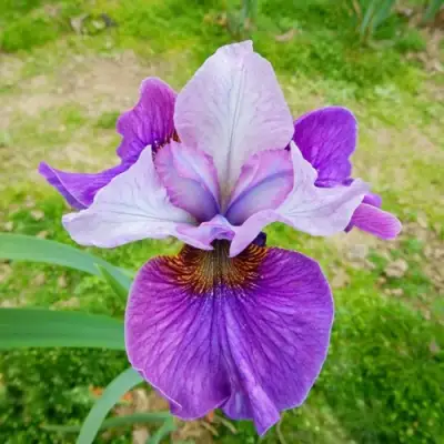 Ирис ЛАЙТ ОВ ХАРТ сибирский в Молодечно