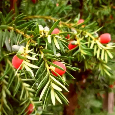 Тис ДАВИД ягодный в Молодечно