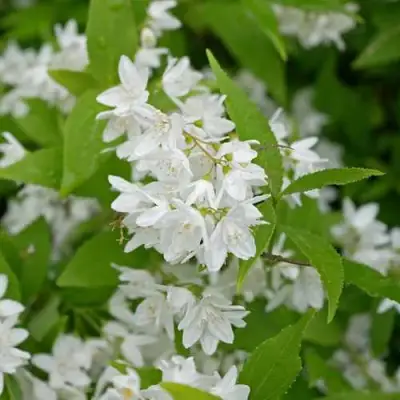 Дейция шершавая в Молодечно