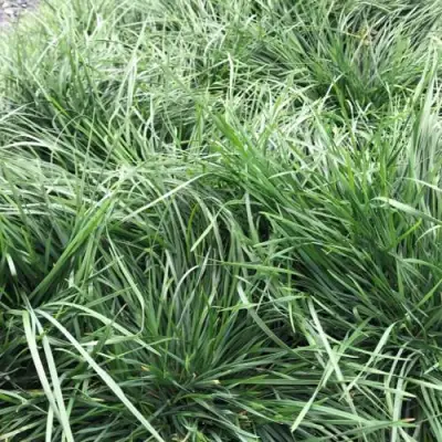 Щучка ГОЛДТАУ дернистая в Молодечно