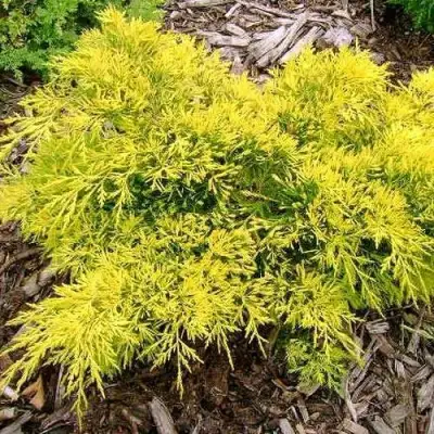 Можжевельник КИНГ ОФ СПРИНГ средний в Молодечно