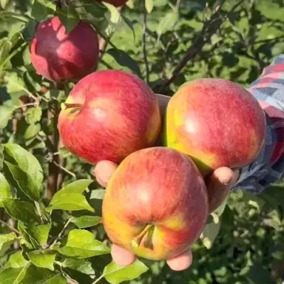 Яблоня ПОСПЕХ в Молодечно