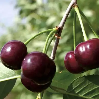 Дюк КСЕНИЯ (ЧЕРЕВИШНЯ) в Молодечно