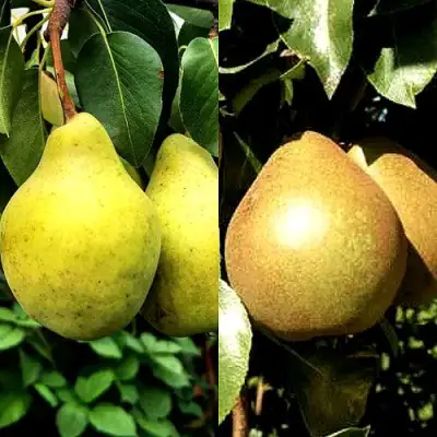 Комплект ДУЭТ в Молодечно