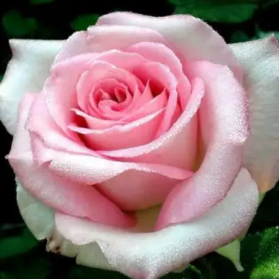 саженцы розы Эмма Де Мейян