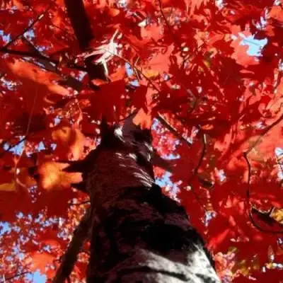 Дуб красный в Молодечно