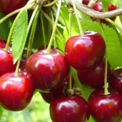 Вишня ХАРИТОНОВСКАЯ в Молодечно