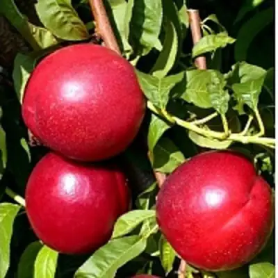 Нектарин ХАРКО в Молодечно