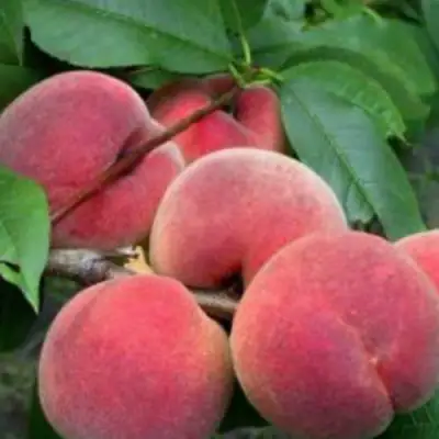 Персик КАНАДИАН ХАРМОНИ в Молодечно