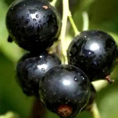 Смородина чёрная ВИНОГРАДНАЯ в Молодечно