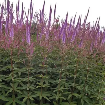 Вероникаструм ФАСЦИНЕЙШН в Молодечно