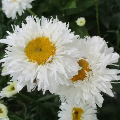 Нивяник КРЕЙЗИ ДЕЙЗИ наибольший в Молодечно