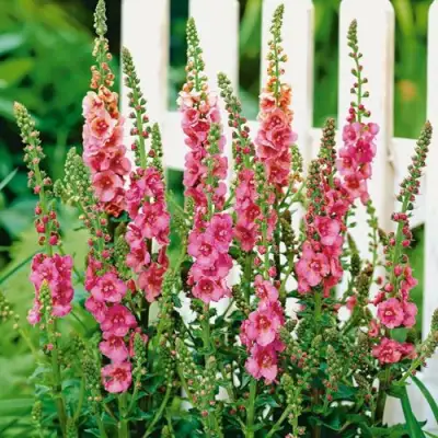 Коровяк ПИНК ДОМИНО гибридный (вербаскум) в Молодечно