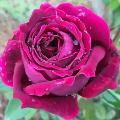 Роза РОЯЛ ПАЛАС японская в Молодечно