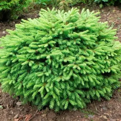 Ель НИДИФОРМИС обыкновенная в Молодечно